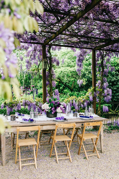 Wisteria Hanging Flowers Picture Perfect Backdrop For Wedding & All Occasions!